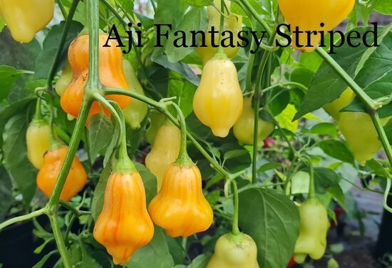 Aji Fantasy Striped (4*) (asā pipara stāds podiņā)